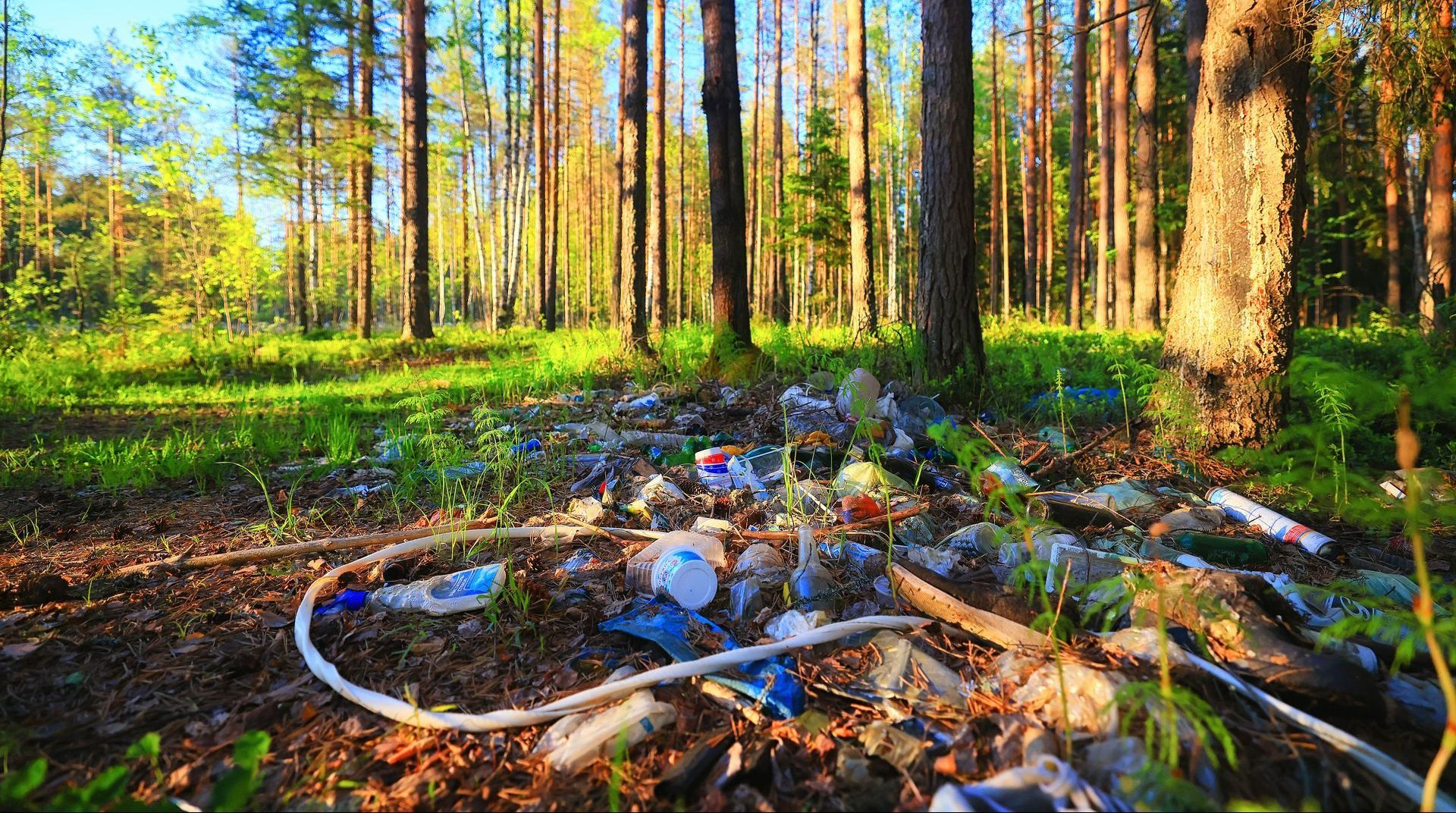 Déchets présent dans une forêt