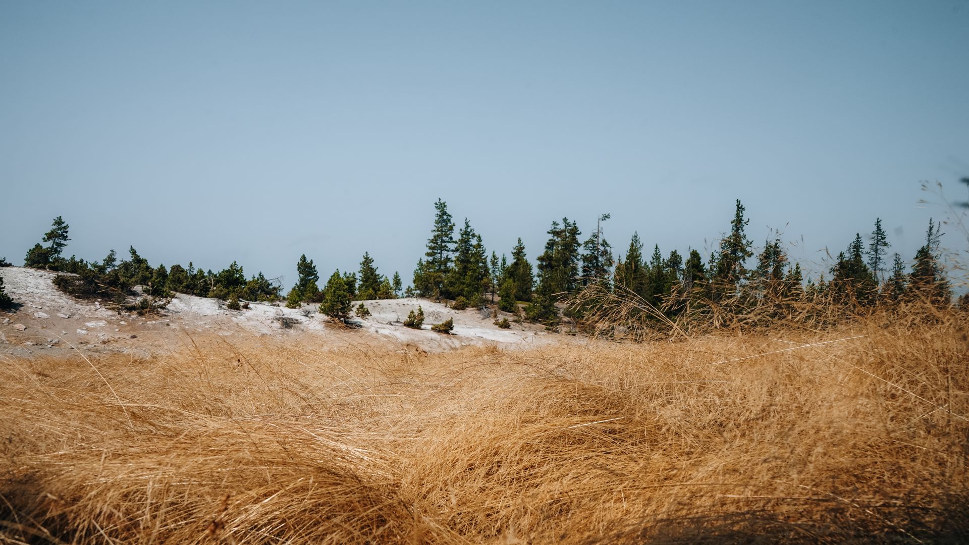 Végétation sèche proche d'une forêt