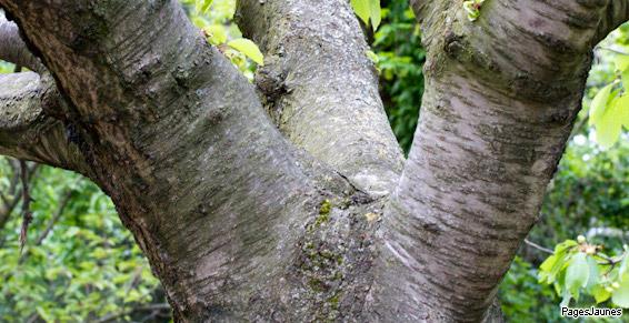 Élagage d'arbre