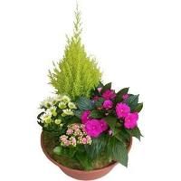 Pot de fleurs vert avec touche de violet