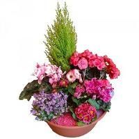 Pot de fleurs rose et violet