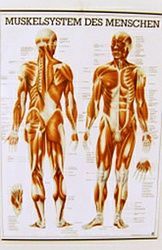 Muskelsystem - Helen Oliva Massagepraxis - Erlenbach ZH