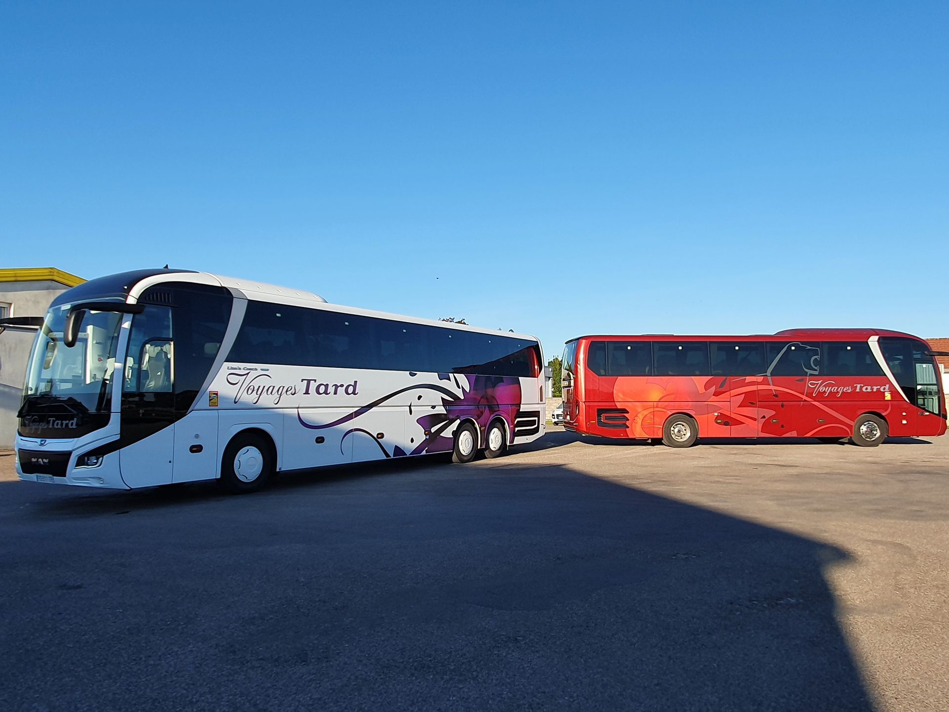 Deux bus stationnés sur le trottoir, l'un blanc à motifs violets, l'autre rouge. Cadre extérieur ensoleillé.