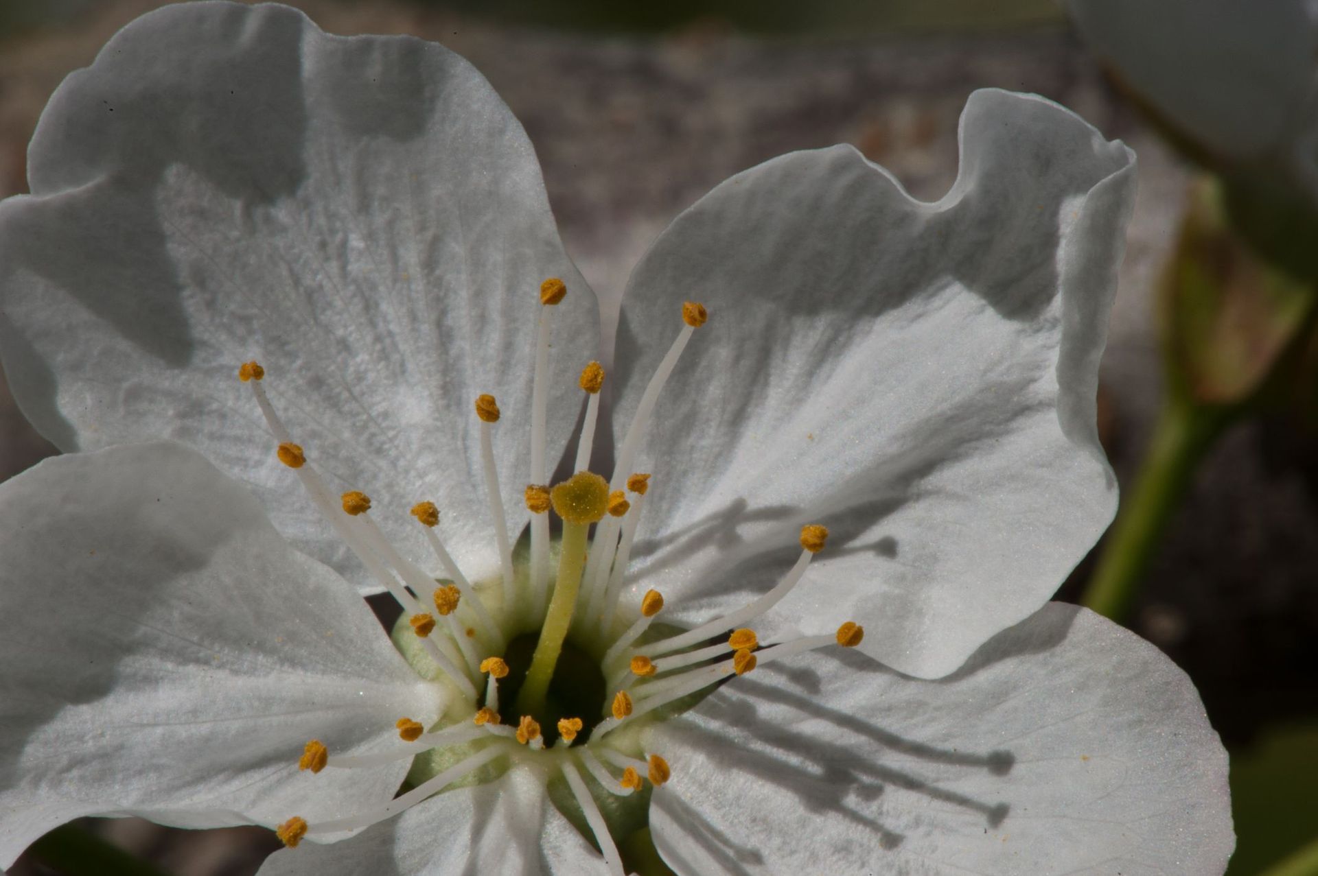 Schnaps Schnäpse Edelbrände Lieli Hofladen