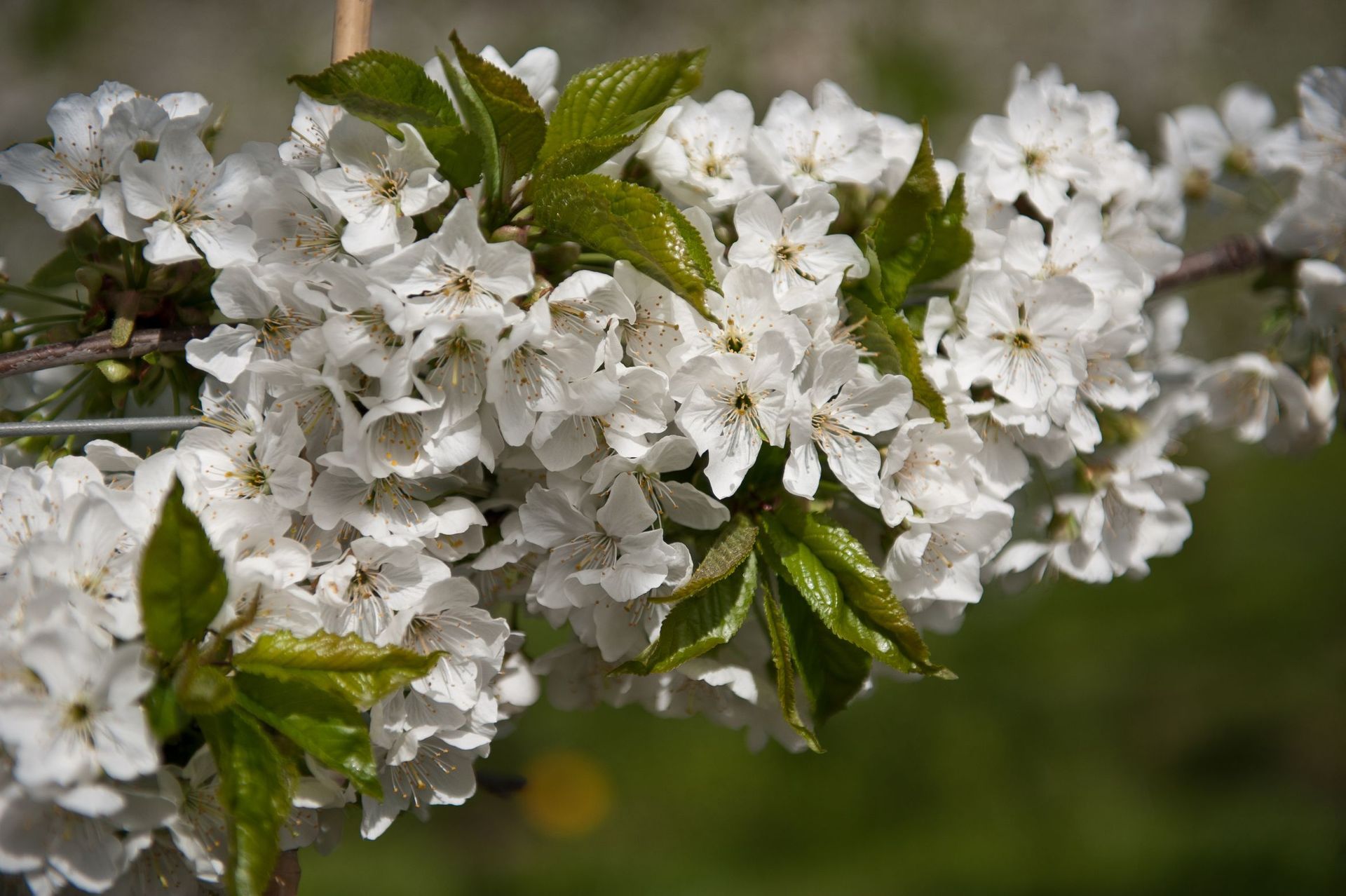 Schnaps Schnäpse Edelbrände Lieli Hofladen