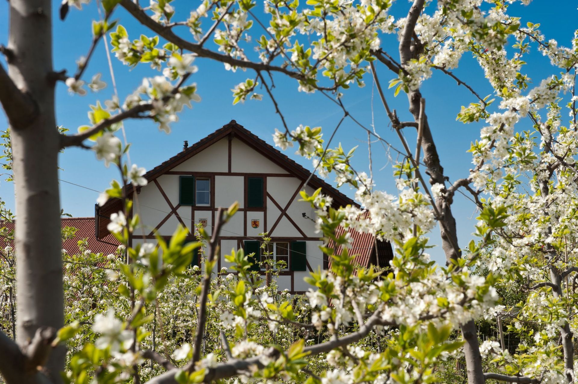 Schnaps Schnäpse Edelbrände Lieli Hofladen