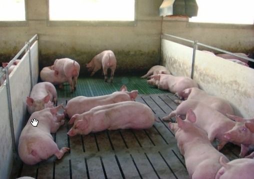 Un grupo de cerdos están acostados en el suelo de un corral.