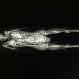 Image radio, Cabinet vétérinaire Krebs