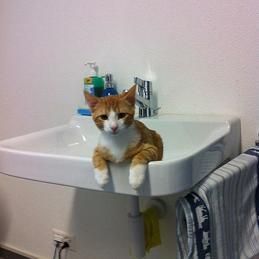 Un chat est assis sur le bord d'un lavabo de salle de bain