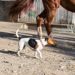 Krebs Vétérinaires SA