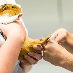 Krebs Vétérinaires SA - vétérinaire