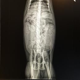 Radio d'une chienne portante, cabinet vétérinaire Krebs