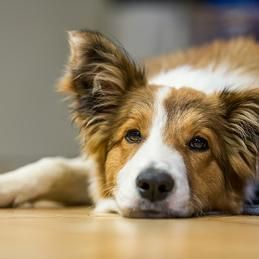 Un chien brun et blanc est allongé sur un plancher en bois.