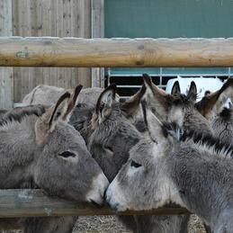 Un troupeau d'ânes debout les uns à côté des autres derrière une clôture en bois.