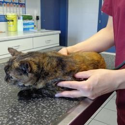 Un chat est allongé sur une table et est examiné par un vétérinaire.