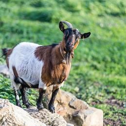 Krebs Vétérinaires SA - médecine animale