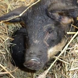 Un cochon noir et marron est couché dans un tas de foin.