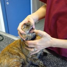 Examen d'un chat, cabinet vétérinaire Krebs