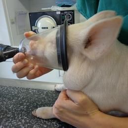 narcose sur un cochon, cabinet vétérinaire Krebs