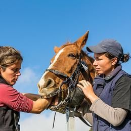 Deux femmes examinent les dents d'un cheval brun.