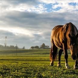 Un cheval brun broute dans un champ herbeux.