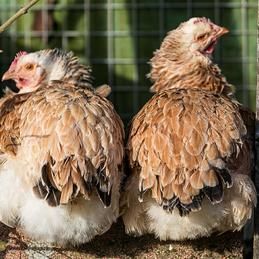 Photo de poule, cabinet vétérinaire Krebs
