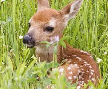 Foan dans les hautes herbes, photo du cabinet vétérinaire Krebs à Mollie-Margot