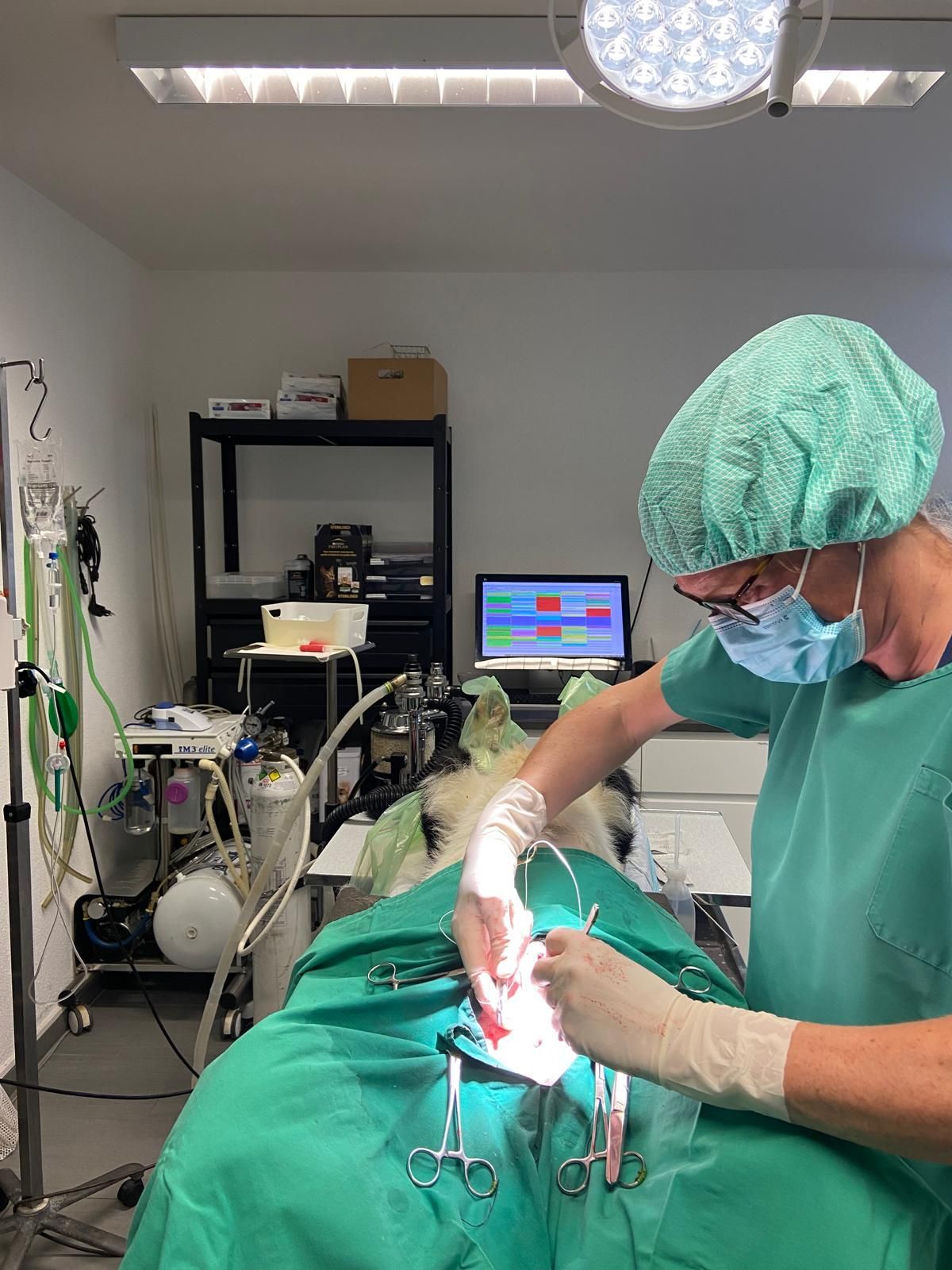 Annie Menoud - vétérinaire FVH bétail