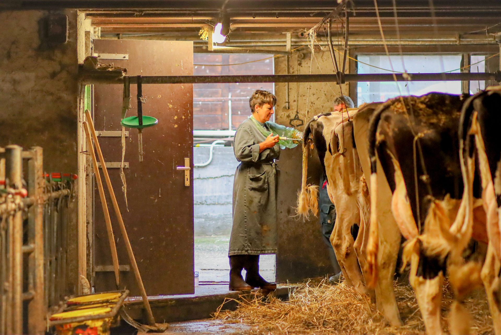 Un homme en manteau vert se tient dans une grange avec des vaches.