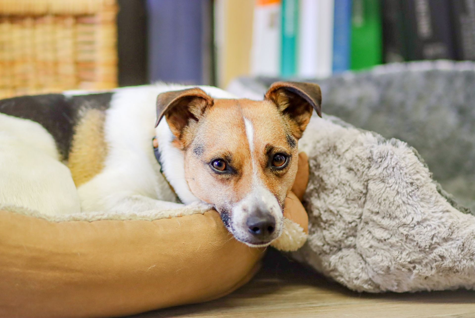 Un petit chien est allongé dans un lit pour chien.