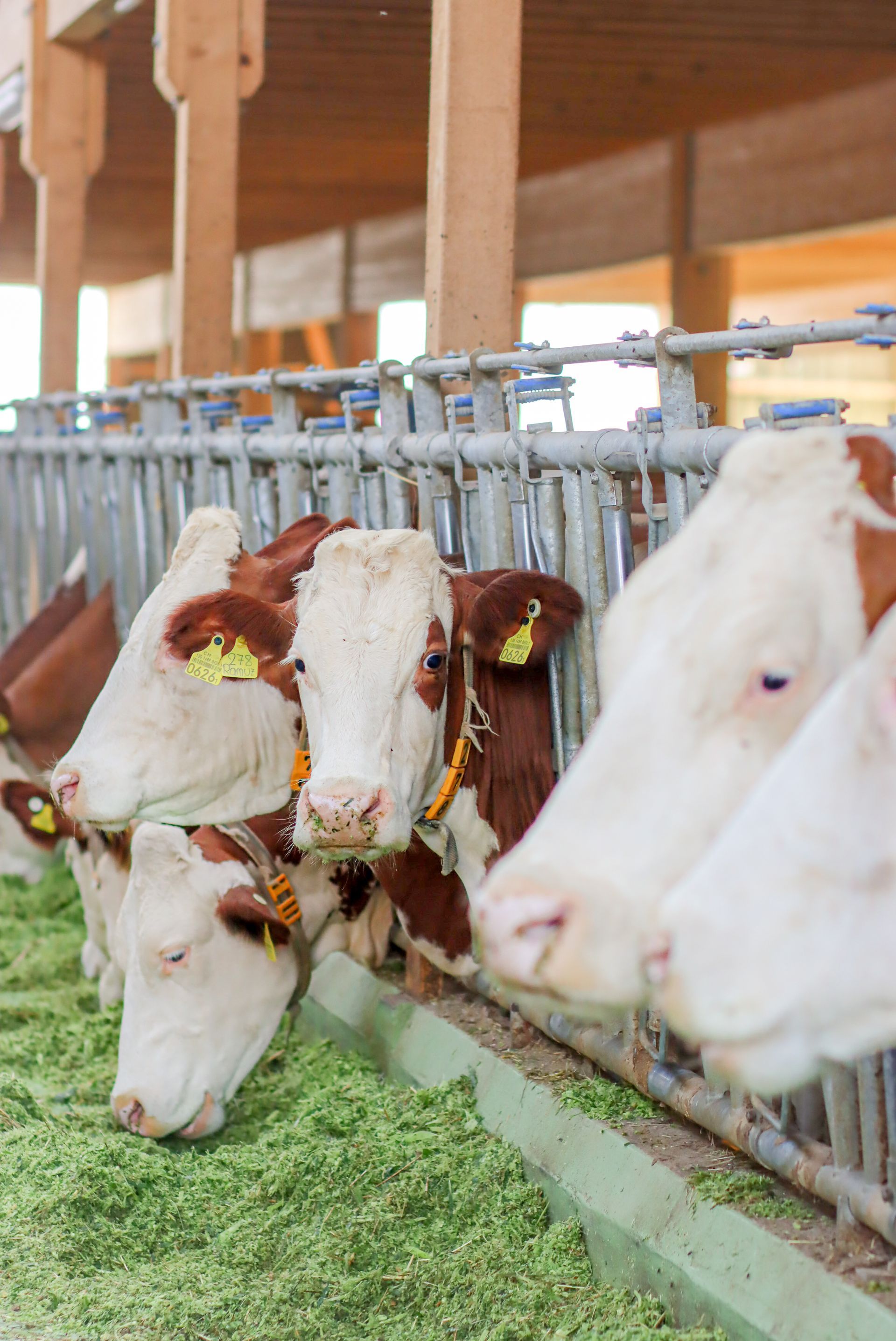 Le cabinet vétérinaire Krebs s'occupe également des animaux de rente