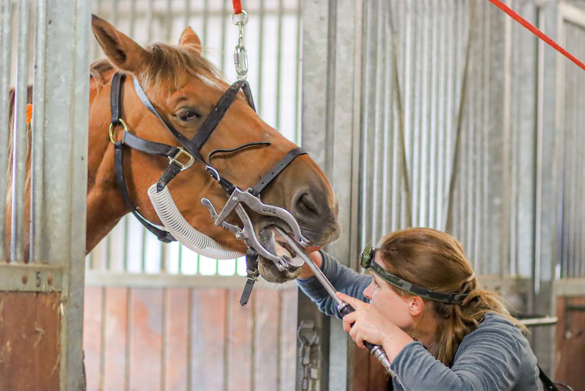 Une femme examine les dents d'un cheval dans une écurie.