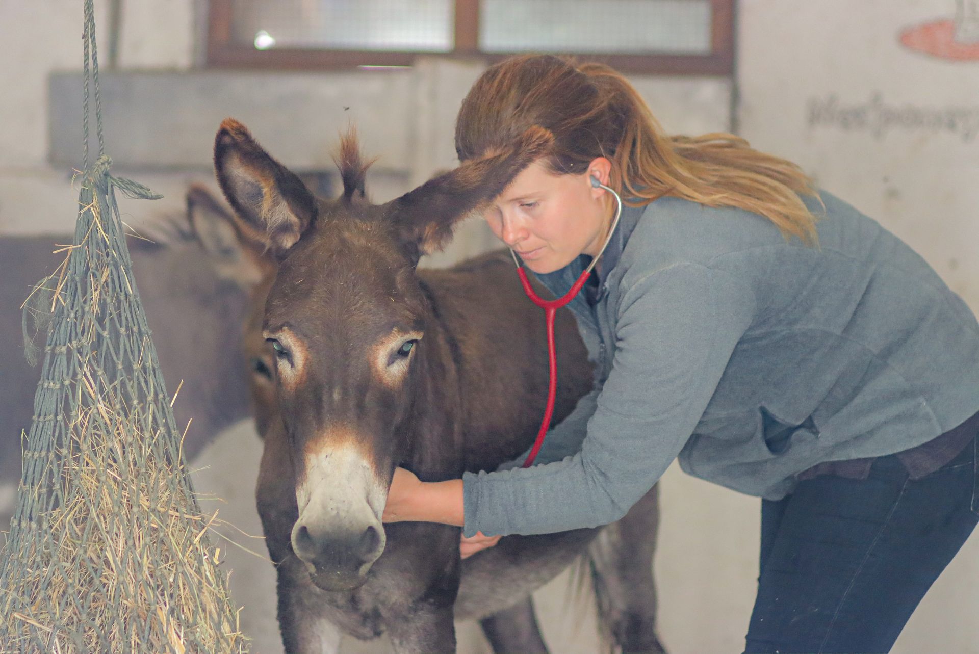 Examen d'un âne par la vétérinaire Alix de Vivie 