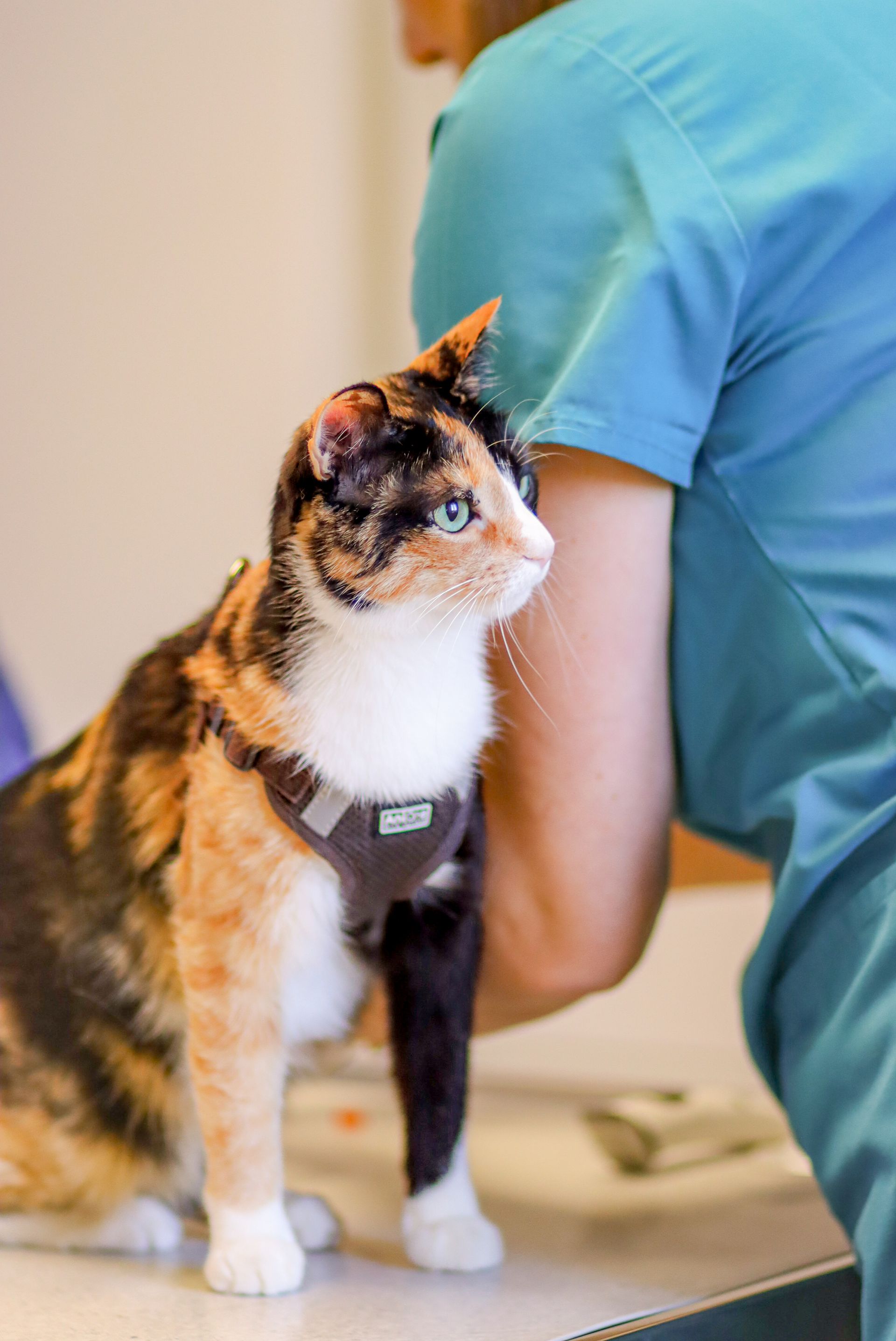 Un chat calico est assis sur une table à côté d'un vétérinaire.