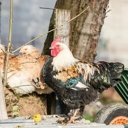 Un coq se tient à côté d'un groupe de poulets.