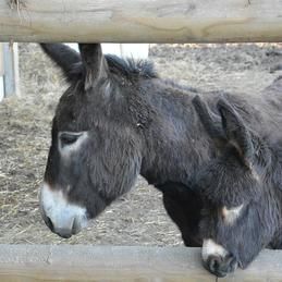 Deux ânes se tiennent l'un à côté de l'autre derrière une clôture en bois.