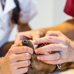 Une personne examine les dents d'un chien avec une bague au doigt.