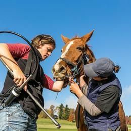 Un homme et une femme examinent les dents d'un cheval.