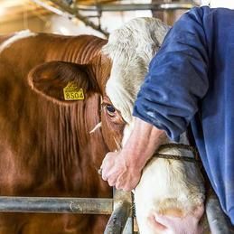 Un homme caresse une vache brune et blanche derrière une clôture.