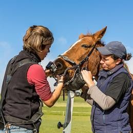 Taitement buccal sur un cheval fait par le cabinet vétérinaire Krebs