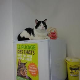 Un chat noir et blanc est assis sur un réfrigérateur.