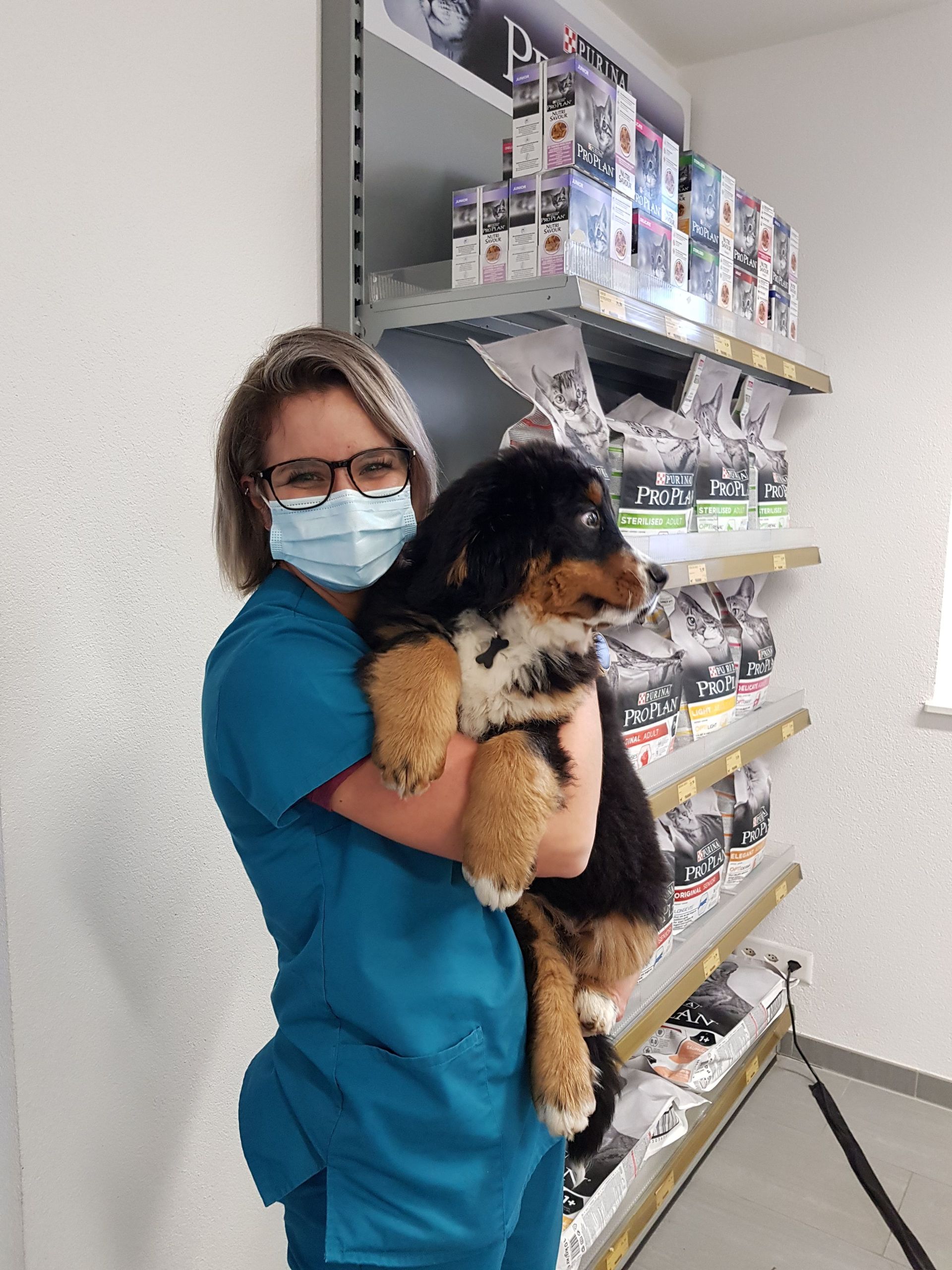 Employée du cabinet de vétérinaire avec un petit bouvier bernois