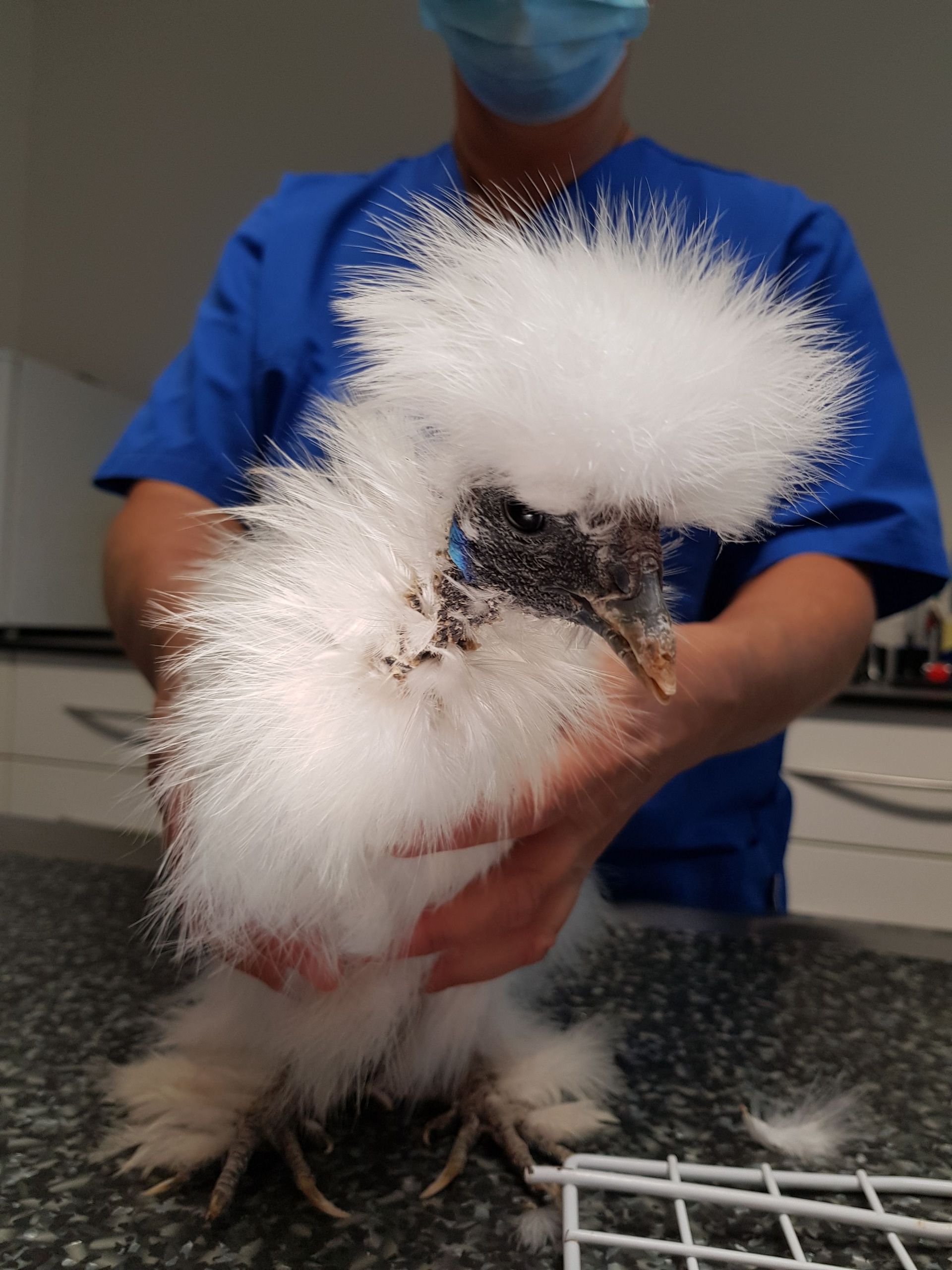 Une personne portant un masque tient un petit oiseau blancppa