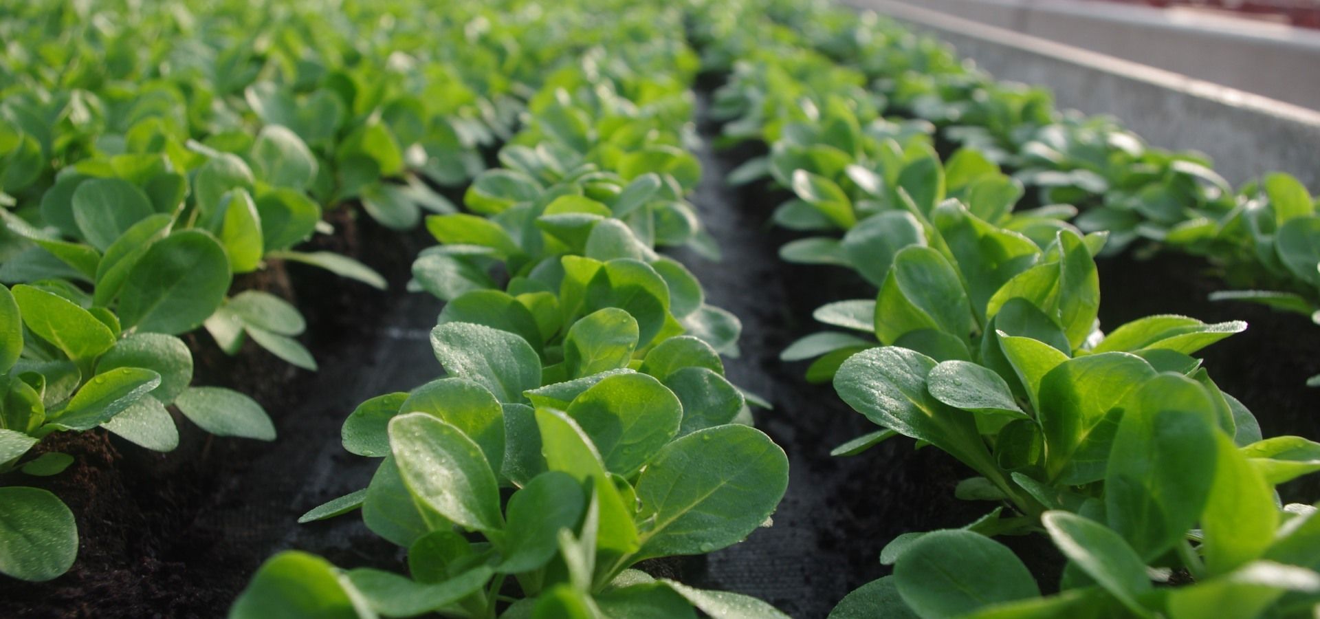 Kleiner Salat in Reihen