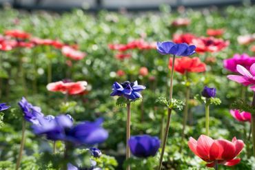 Rote und violette Blüten in einer Wiese