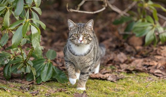 Katze - Tierschutzvrein Amriswil und Umgebung
