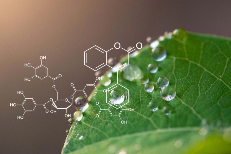 Un primer plano de una hoja verde con gotas de agua sobre ella.