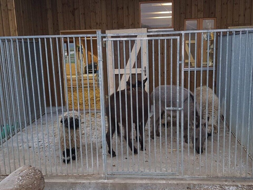 Eine Gruppe Schafe steht in einem eingezäunten Bereich. Foto von der AK Holzwerkstatt GmbH