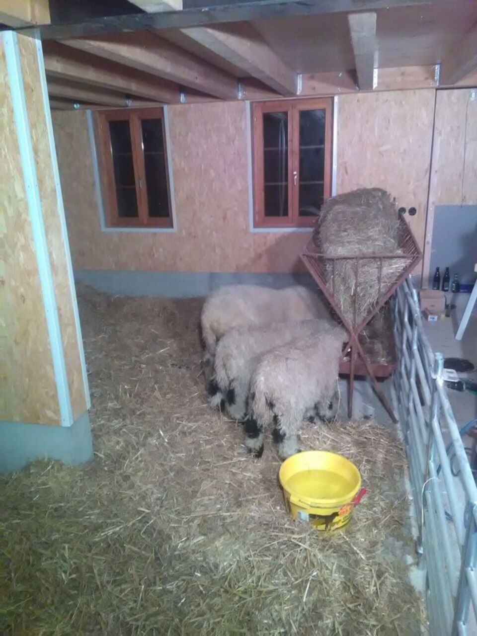 Eine Gruppe Schafe steht in einem Stall. Foto von der AK Holzwerkstatt GmbH