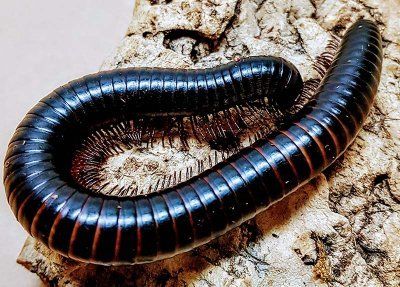 Dendroseptus sp tuhatjalkainen